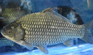 鲫鱼的做法 鲫鱼的做法鲫鱼汤的做法