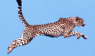 怎样锻炼跑得快（怎样锻炼跑得快的方法）