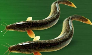 泥鳅的百科知识，肉质鲜美（泥鳅的食物是什么样子）