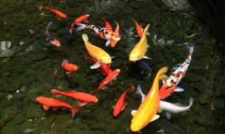 怎么鉴别红白锦鲤（红白锦鲤怎么看品相）