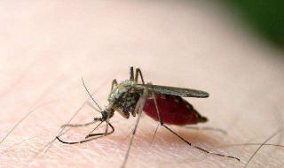 蚊虫叮咬红肿怎么办（小宝宝被蚊虫叮咬红肿怎么办）