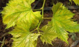 葡萄叶子发黄怎么办（葡萄叶子发黄怎么办是什么病引起的）