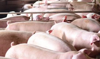 猪不吃食怎么办 家养猪不吃食怎么办