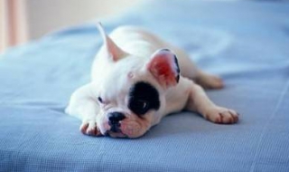 狗翻肠子怎么办（狗翻肠子怎么办用什么药）