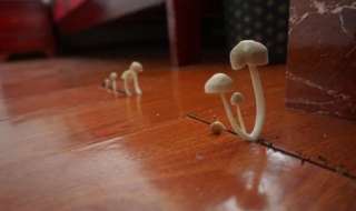 家里潮湿怎么办（南方家里潮湿怎么办）