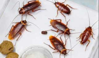 家里有蟑螂怎么办（家里有蟑螂怎么办能除根）