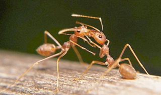 家里有蚂蚁窝怎么办（家里有蚂蚁窝怎么办小妙招）