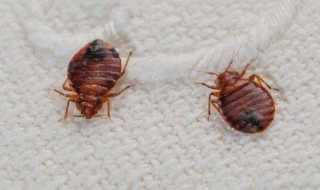 家里有臭虫怎么办 家里有臭虫怎么办小妙招