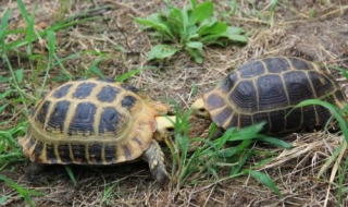 小乌龟不吃东西怎么办（养的小乌龟不吃东西怎么办）