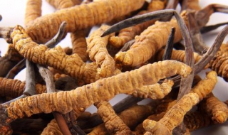 冬虫夏草是什么（冬虫夏草是什么变成的）