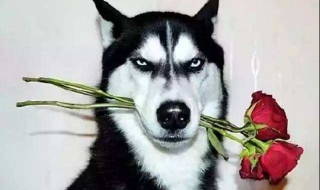 哈士奇饲养前的准备 养哈士奇都需要准备什么