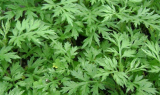 艾叶怎么做最好（艾叶怎么做最好吃）