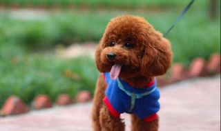 如何养好泰迪狗（如何养好泰迪狗）