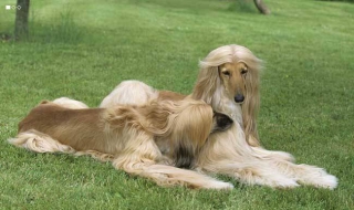 阿富汗猎犬咬人吗 阿富汗猎犬会咬主人吗