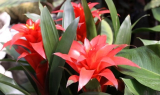 鸿运当头花怎么养（鸿运当头花怎么养繁殖）