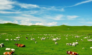 呼伦贝尔旅游（呼伦贝尔旅游列车怎么购票）