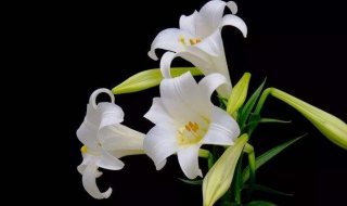 怎么选购新鲜的百合 怎么选购新鲜的百合呢