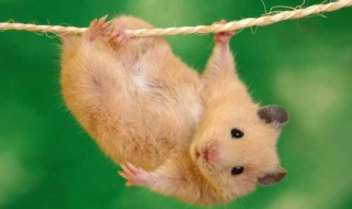 仓鼠吃什么（仓鼠吃什么粮食）