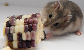 仓鼠怎么养 仓鼠怎么养活的更长久