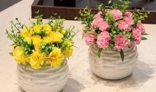 康乃馨怎么养 康乃馨怎么养在水里