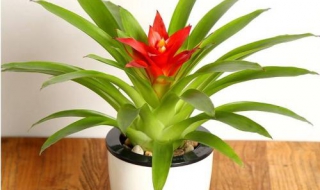 鸿运当头怎么养殖 鸿运当头怎么养殖才能那个长得旺盛