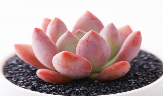 奥普琳娜 奥普琳娜耐寒多少度