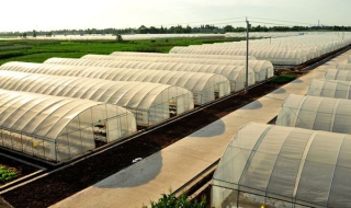 绿萝如何养殖 绿萝养殖