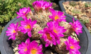 紫王子怎么养殖（红王子怎么养）