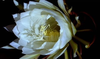 昙花一现怎么做 昙花一现是什么样子的