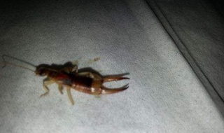 被虫子咬了怎么办（眼睛里面被虫子咬了怎么办）