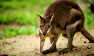 不可不学的摄影技巧 不可不学的摄影技巧是什么