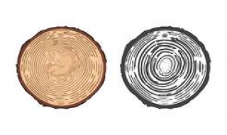 树干为什么是圆的 树干为什么是圆的实验说明