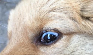 长针眼怎么办 眼睛里面长针眼怎么办