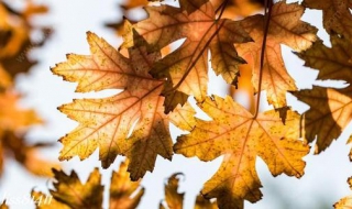 树叶为什么会变黄（树叶为什么会变黄大班教案）