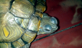 巴西龟白眼病怎么办 巴西龟白眼病怎么办治疗白眼病并不难