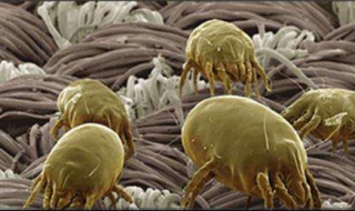 户尘螨过敏怎么办（粉尘螨和户尘螨过敏怎么办）