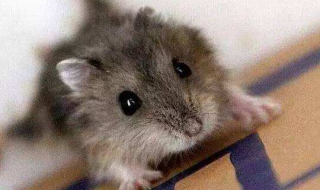 被老鼠咬出血怎么办（被老鼠咬出血怎么办会得鼠疫吗）