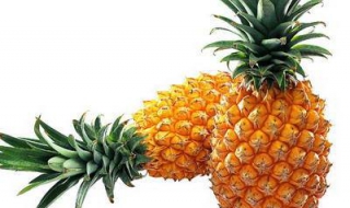 如何种出菠萝（如何种出菠萝蜜的味道）