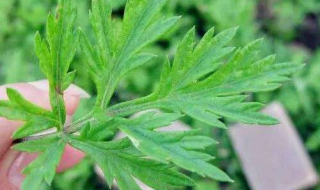 怎样用艾叶 怎样用艾叶制艾柱