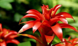 鸿运当头怎么养（鸿运当头怎么养才能花红叶绿）