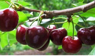 怎样的车厘子好吃 什么样车厘子好吃