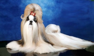 怎样区别欧系西施与美系西施 怎样区别欧系西施与美系西施的区别