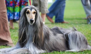 阿富汗猎犬怎么样 阿富汗猎犬厉害吗