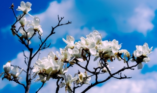 白玉兰的养护 白玉兰的养护措施