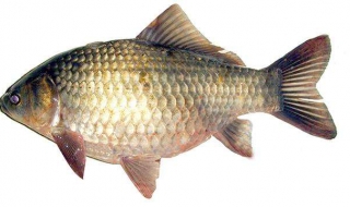 鲫鱼怎么做好吃（鲫鱼怎么做好吃又简单家常的视频）