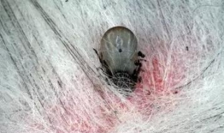 被毒虫咬了怎么办 被毒虫咬了怎么办又红又肿,一个星期都不见好