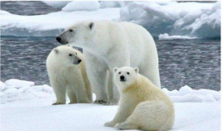 为什么南极没有熊（为什么南极没有熊北极没有企鹅）