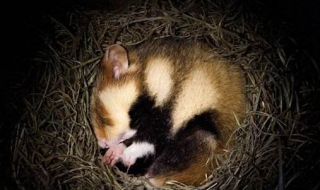 为什么动物要冬眠（为什么动物要冬眠呢50字）