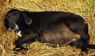 母狗来月经怎么办