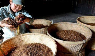 红茶制造工艺（红茶生产工艺）